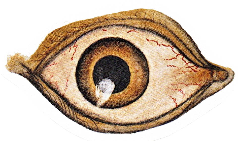 With Brown Iris — collage cutout